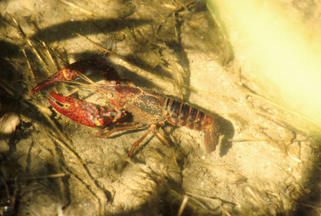 寒潮降溫,小龍蝦如何安全越冬?浮標水質監測告訴您答案 寒潮降溫,小龍蝦如何安全越冬?浮標水質監測告訴您答案